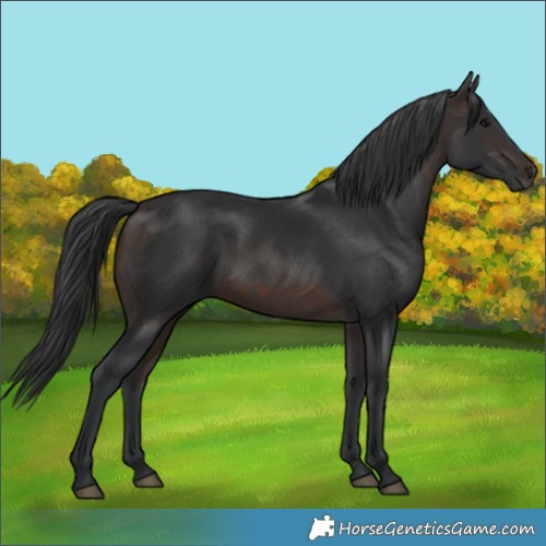 Horse Color:White Spotted Brown 