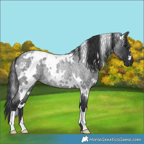 Horse Color:White Spotted Blue Roan Rabicano