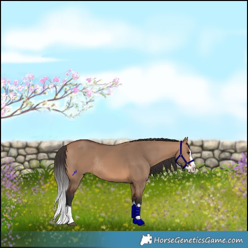 Horse Color:Bay Dun Splash Rabicano