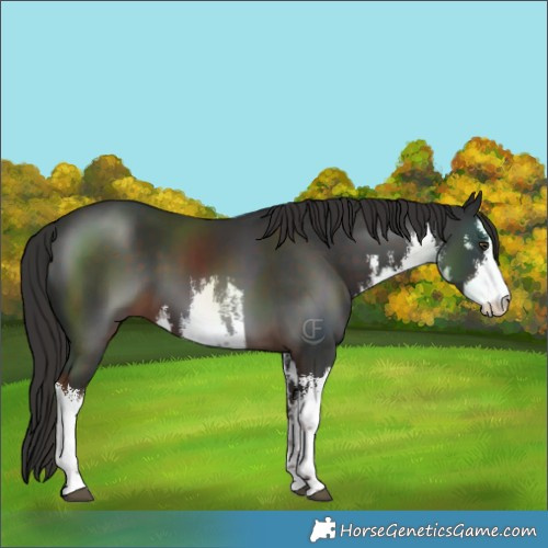 Horse Color:White Spotted Liver Chestnut 