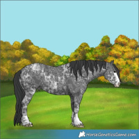 Horse Color:Black Ice 