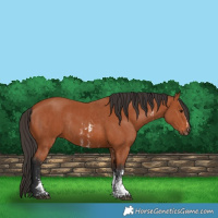 Horse Color:Bay Sabino Rabicano and Bay Sabino Rabicano