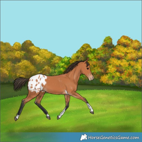 Horse Color:Bay Tobiano Appaloosa 