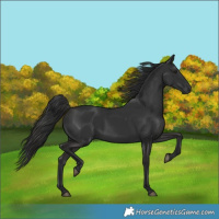 Horse Color:White Spotted Liver Chestnut 