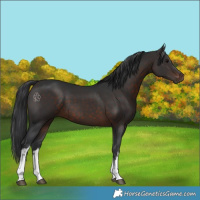 Horse Color:White Spotted Brown 