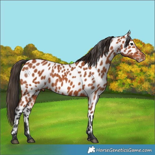 Horse Color:Bay Appaloosa
