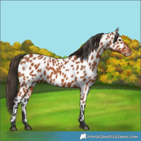 Horse Color:Bay Appaloosa 