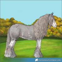 Horse Color:Liver Chestnut Sabino Splash Appaloosa and Liver Chestnut Sabino Splash Appaloosa