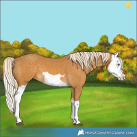 Horse Color:Palomino Splash  and Palomino Splash 