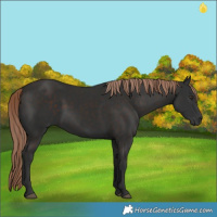 Horse Color:White Spotted Liver Chestnut 