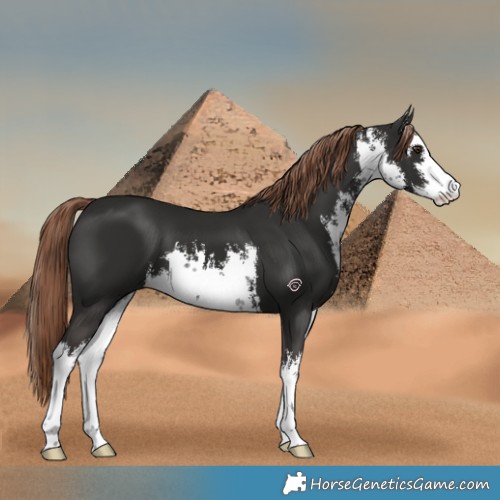 Horse Color:White Spotted Liver Chestnut 