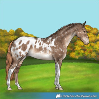 Horse Color:Liver Red Dun Tobiano Appaloosa Rabicano