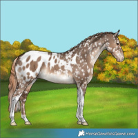 Horse Color:Liver Red Dun Tobiano Appaloosa Rabicano 