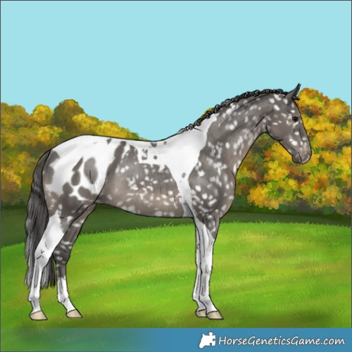 Horse Color:Grullo Tobiano Appaloosa Rabicano 