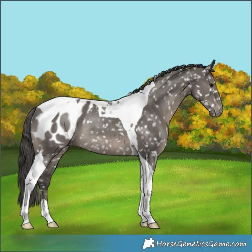 Horse Color:Grullo Tobiano Appaloosa Rabicano 