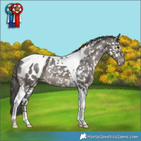 Horse Color:Grullo Tobiano Appaloosa Rabicano 