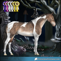 Horse Color:Brown Dun Tobiano Appaloosa Rabicano 