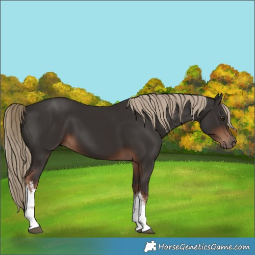 Horse Color:White Spotted Liver Chestnut 