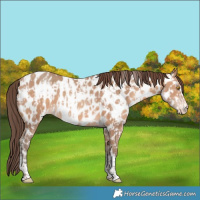 Horse Color:Amber Champagne Appaloosa  and Amber Champagne Appaloosa 