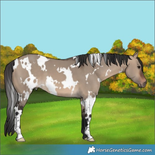 Horse Color:White Spotted Brown Dun 