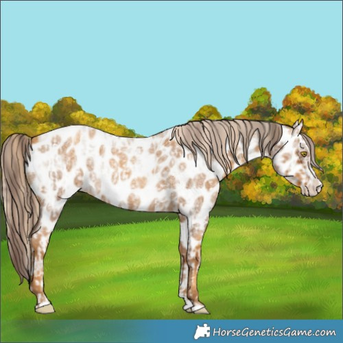 Horse Color:White Spotted Sable Champagne Roan Dun Near Leopard  and Gray Gold Cream Champagne Roan Splash Near Leopard 