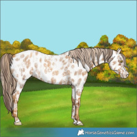 Horse Color:White Spotted Sable Champagne Roan Dun Near Leopard  and Gray Gold Cream Champagne Roan Splash Near Leopard 