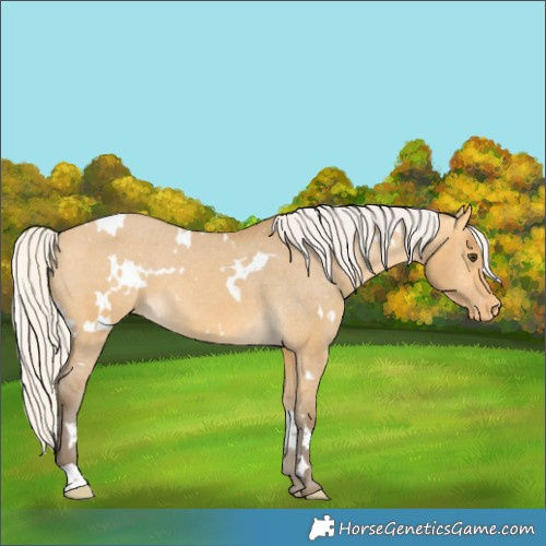 Horse Color:White Spotted Silver Buckskin Dun Appaloosa