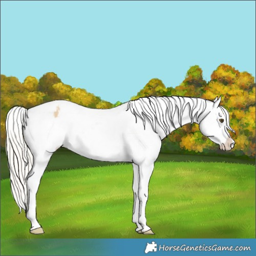 Horse Color:White Spotted Silver Buckskin Dun Appaloosa 