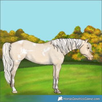 Horse Color:White Spotted Silver Buckskin Dun Varnish 