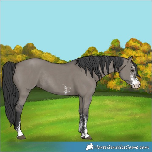 Horse Color:Grullo Sabino Rabicano