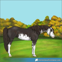 Horse Color:White Spotted Liver Chestnut 