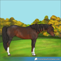 Horse Color:White Spotted Liver Chestnut