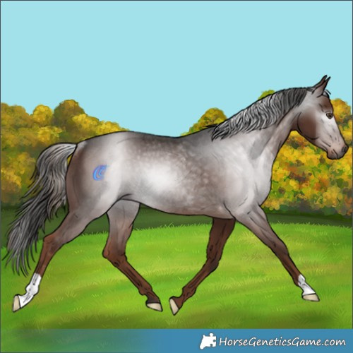 Horse Color:Gray Liver Chestnut Rabicano 