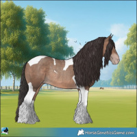 Horse Color:Sable Champagne Tobiano Rabicano 