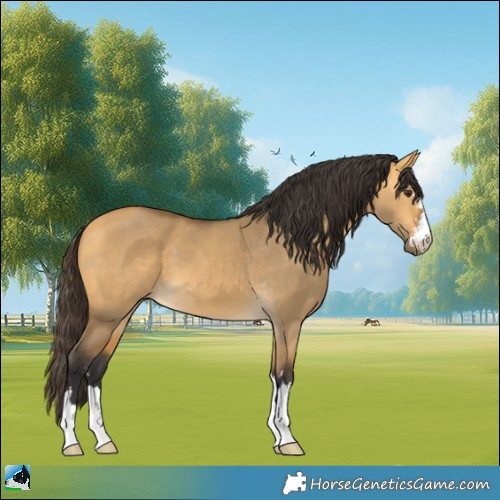 Horse Color:Buckskin Dun 