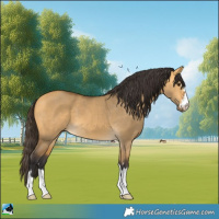 Horse Color:Buckskin Dun