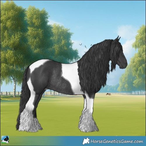 Horse Color:Black Tobiano Rabicano 