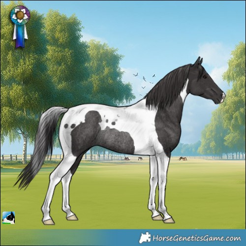 Horse Color:Smoky Black Tobiano Rabicano