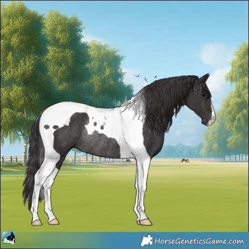 Horse Color:Smoky Black Tobiano Rabicano 