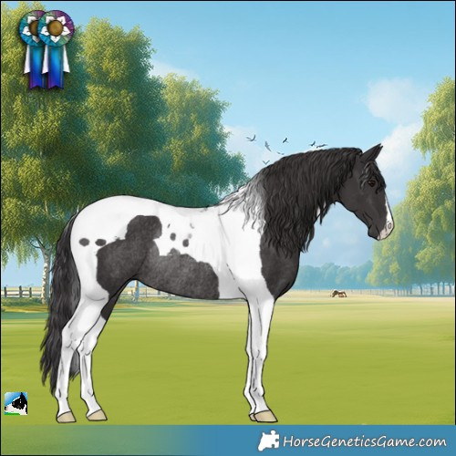 Horse Color:Smoky Black Tobiano Rabicano 