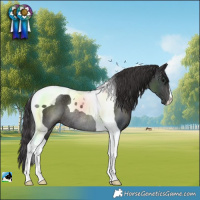 Horse Color:Smoky Black Tobiano Rabicano