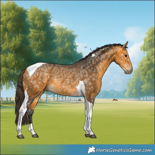 Horse Color:Buckskin Ice Tobiano Rabicano