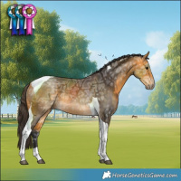 Horse Color:Buckskin Ice Tobiano Rabicano 