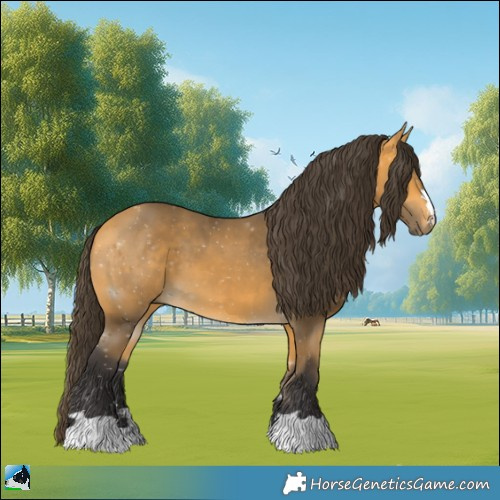 Horse Color:Buckskin 