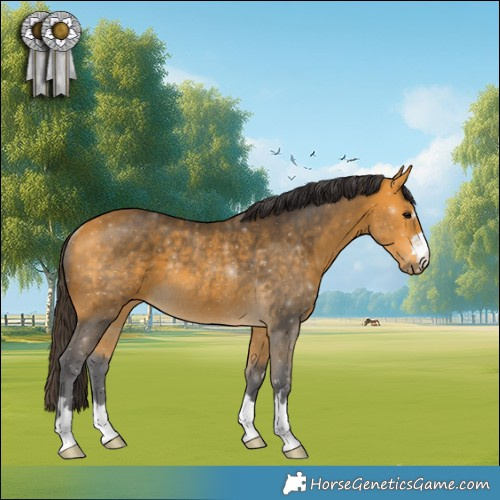 Horse Color:Buckskin Rabicano