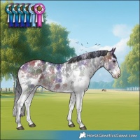 Horse Color:Nacre Bay Sabino Rabicano