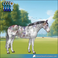 Horse Color:Nacre Bay Sabino Rabicano