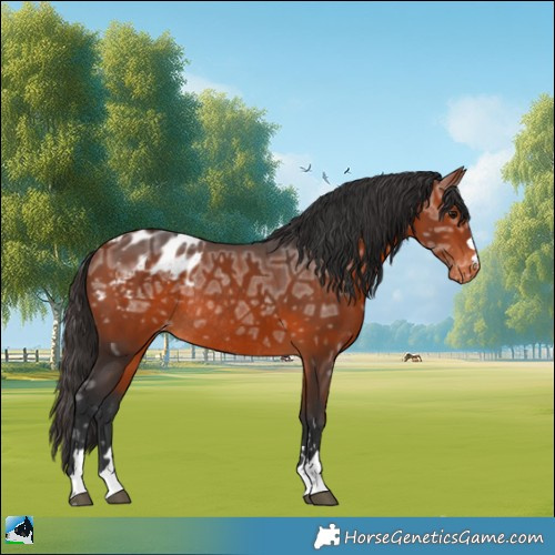 Horse Color:Bay Ice Appaloosa Rabicano 