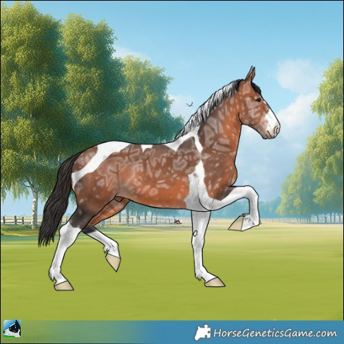 Horse Color:Bay Ice Mushroom Tobiano 
