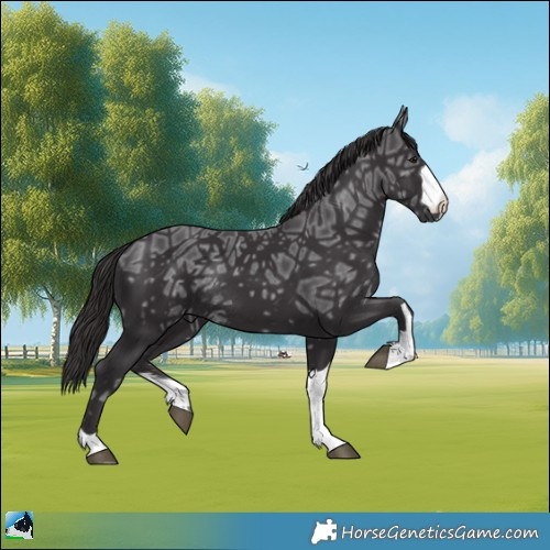 Horse Color:Smoky Black Ice Rabicano 